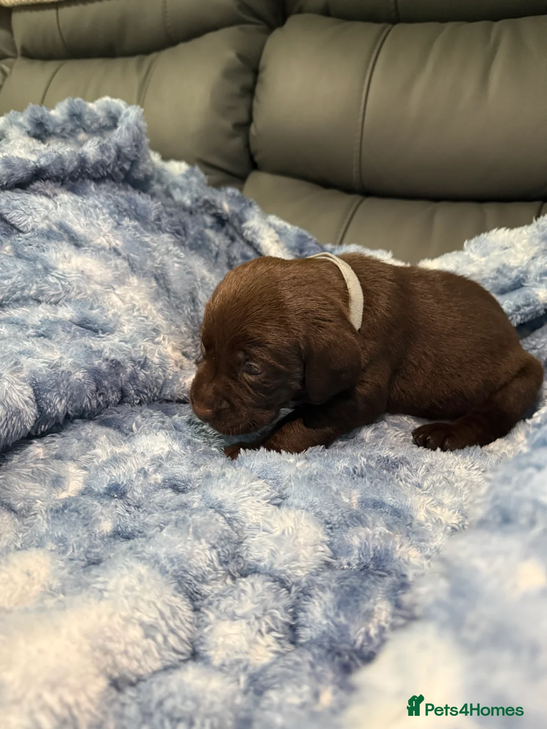 Labrador Retriever dogs for sale: STUNNING CHOCOLATE LABRADOR PUPPIES!!!! - Advert 10
