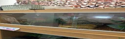 Python Snake reptiles for sale: Mojave Pied and Enclosure in Waterlooville - Advert 4
