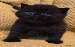 British Shorthair cats for sale: ONE GIRL LEFT GCCF reg BSH kittens - Image 18