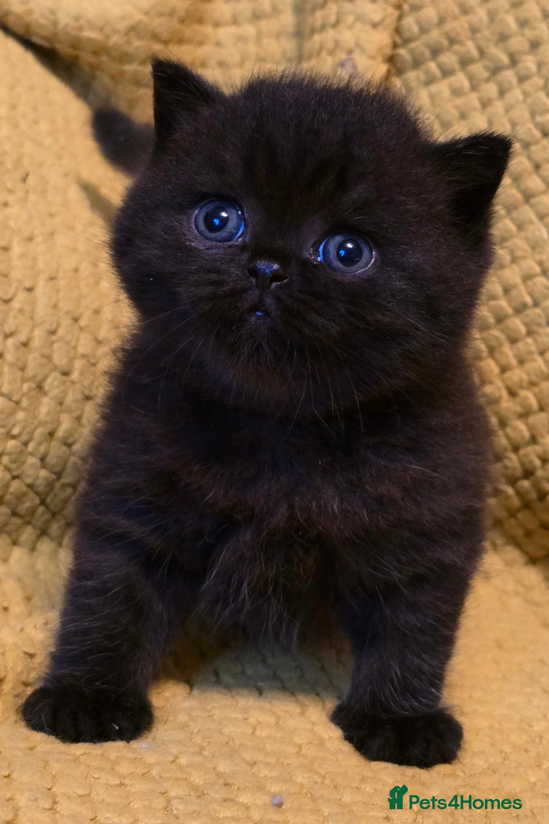 British Shorthair cats for sale: ONE GIRL LEFT GCCF reg BSH kittens - Image 18