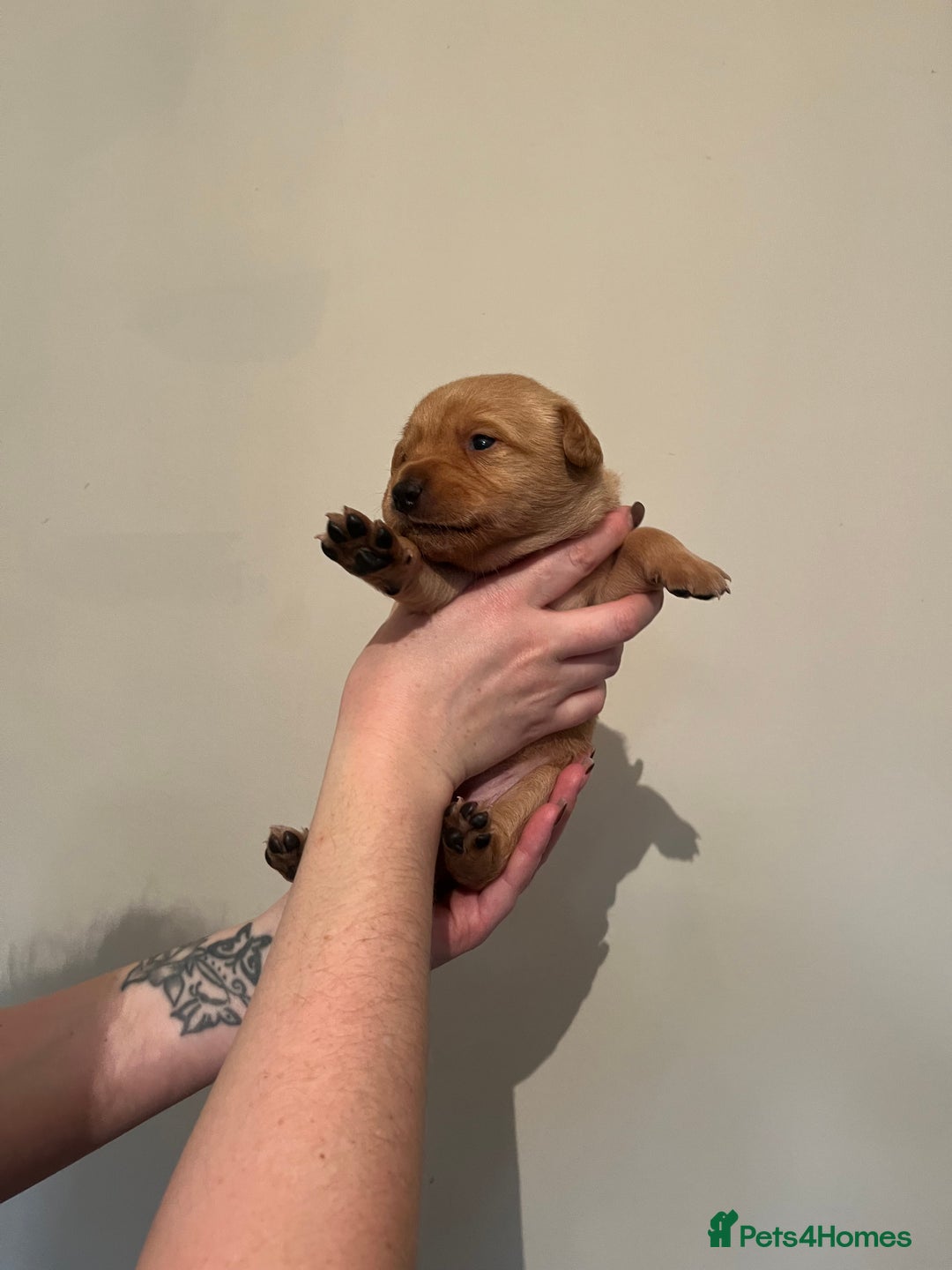 Labrador Retriever dogs for sale: Labrador Puppies - Advert 33