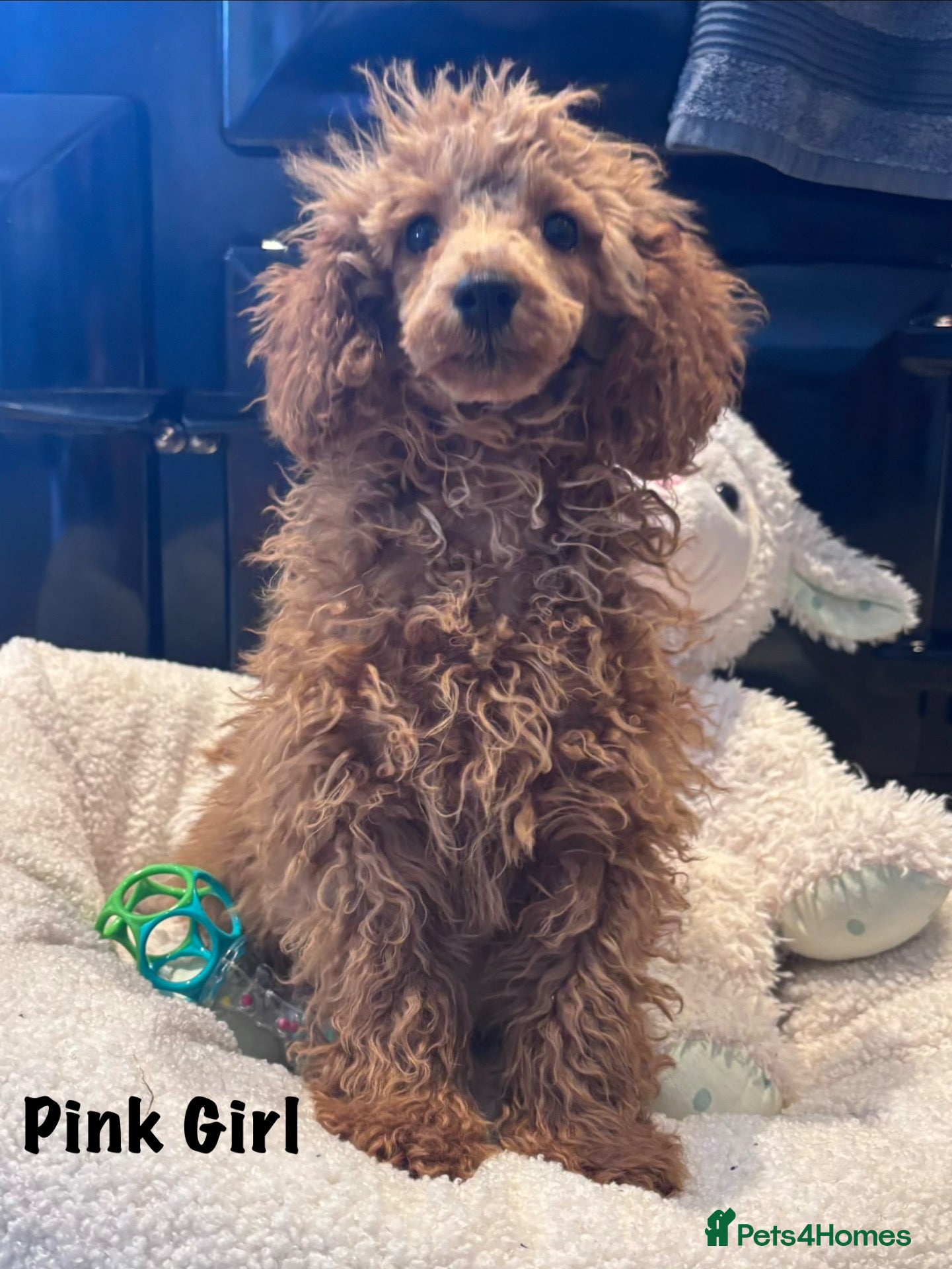 Miniature Poodle dogs for sale: Gorgeous Miniature Poodles - Advert 2