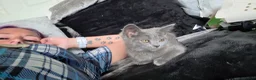 Mixed Breed cats for sale: Last 3/4 persian kittens ready now - Advert 8