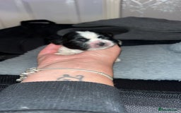 Shih Tzu dogs for sale: 4 adorable shih tzus  - Image 2