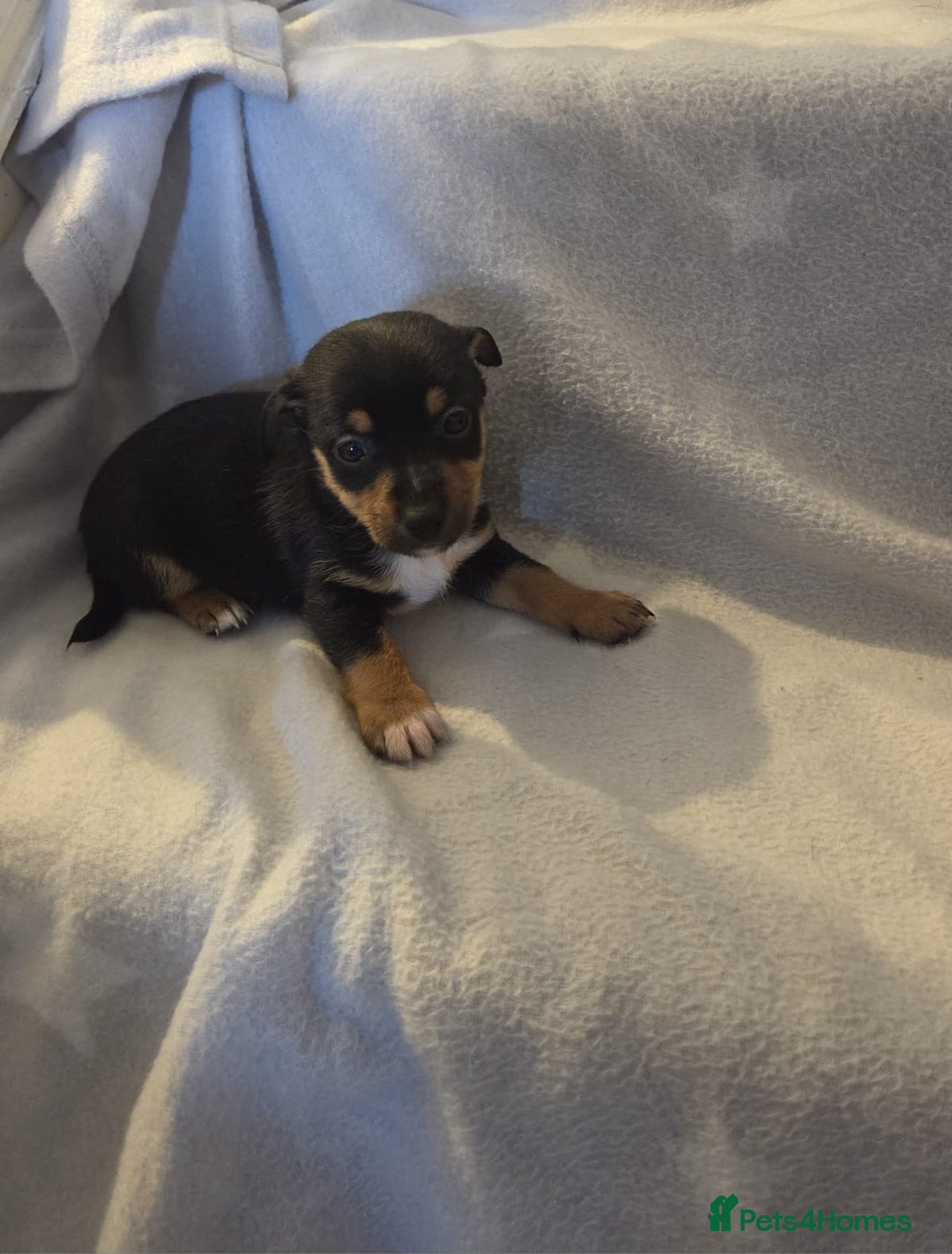 Jack Russell dogs for sale: Stunning miniature Jack Russell Puppies - Image 7