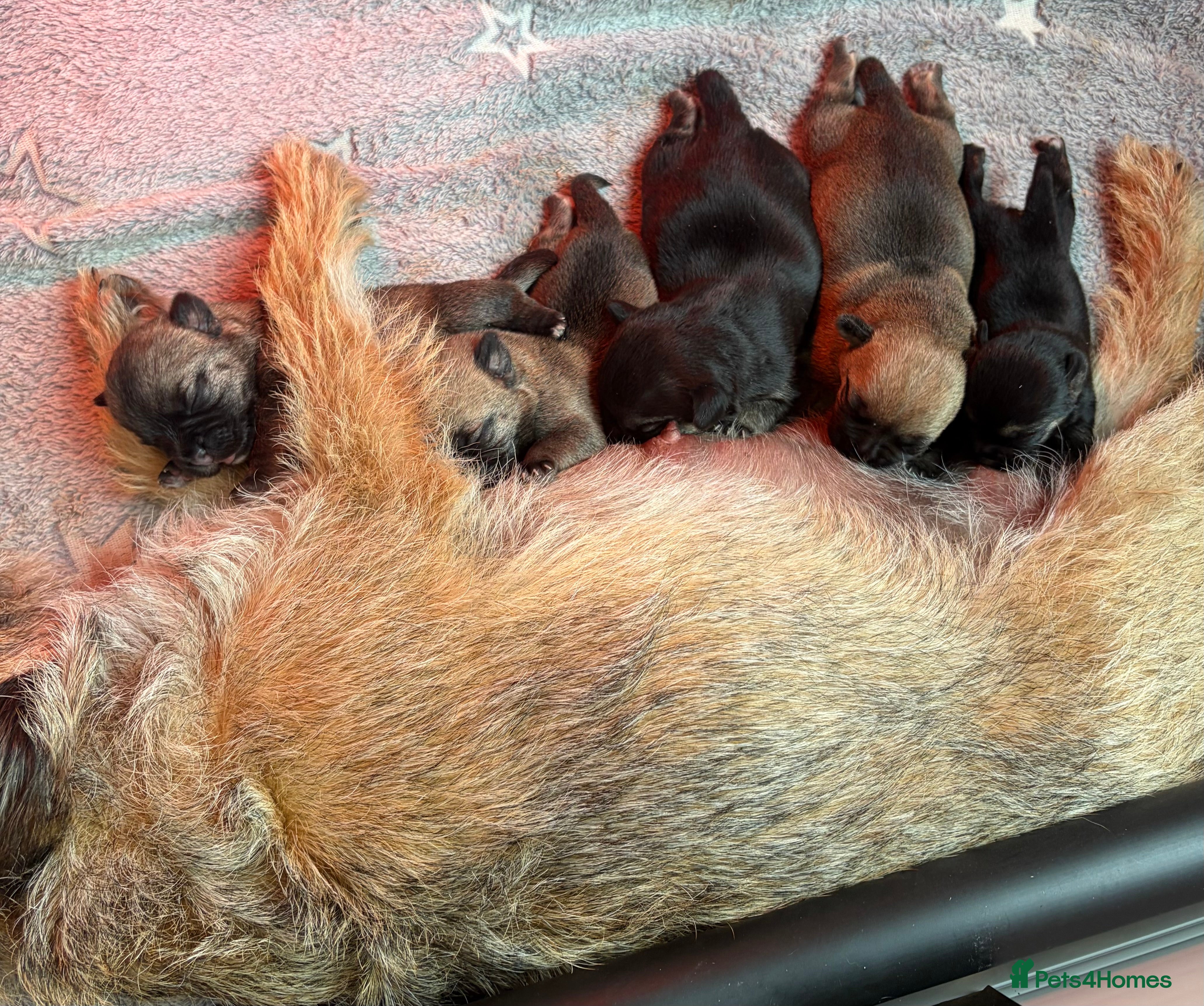Border Terrier dogs Top Quality Border Terrier Pups from championline  - Advert 2