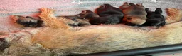 Border Terrier dogs for sale: Top Quality Border Terrier Pups from championline  in Whitchurch - Advert 2