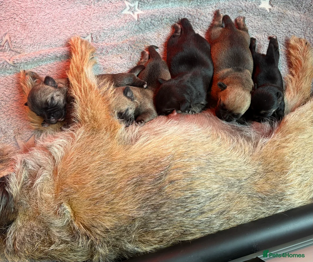 Border Terrier dogs for sale: Top Quality Border Terrier Pups from championline  in Whitchurch - Advert 2