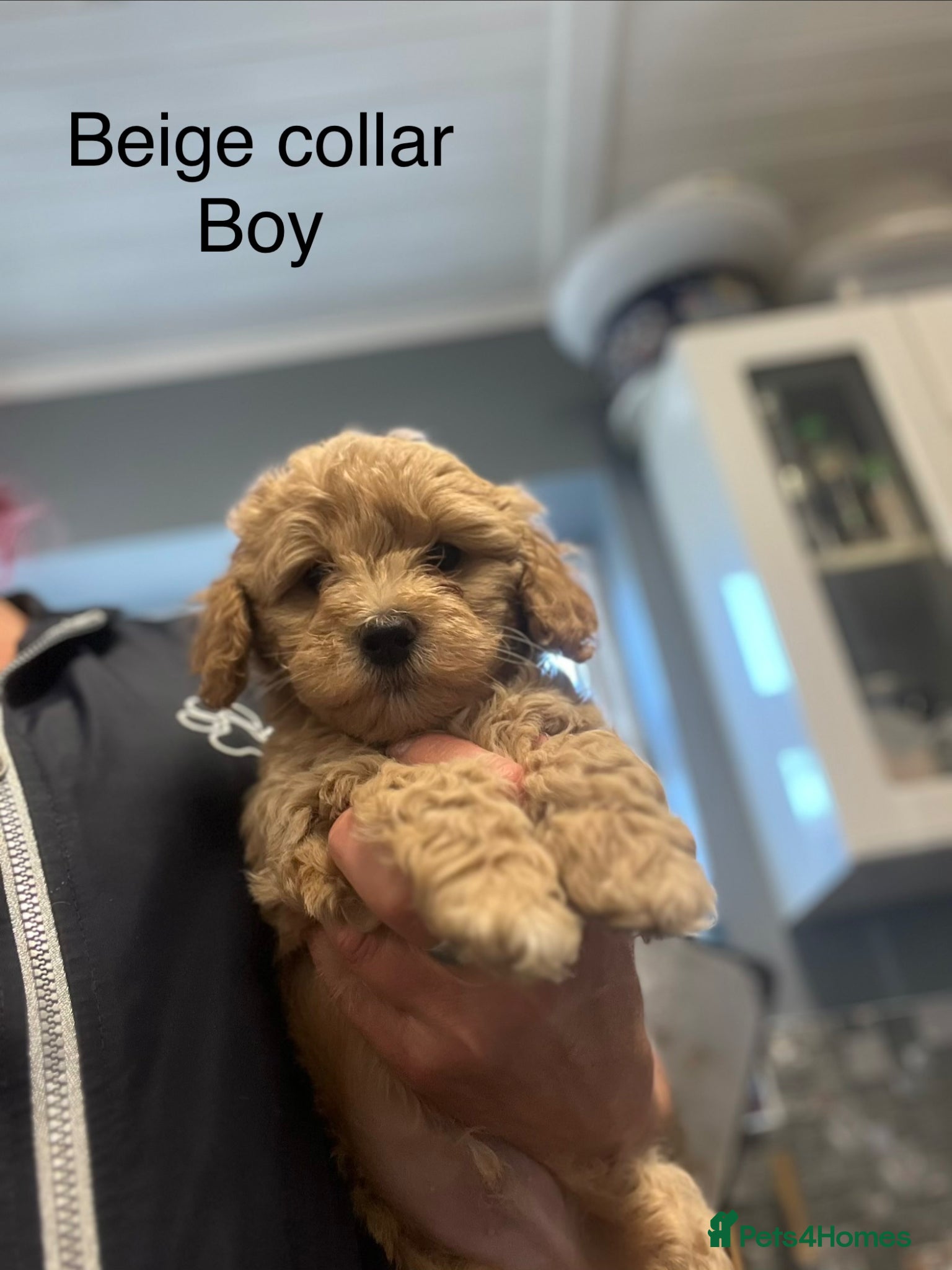 Maltipoo dogs LAST FEW BOY MALTIPOOS BOYS ONLY DNA CLEAR  - Advert 1
