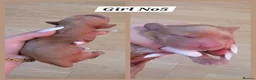 Cocker Spaniel dogs for sale: KC-Show Sable Cocker Spaniel Puppies Champ Lines  - Advert 7