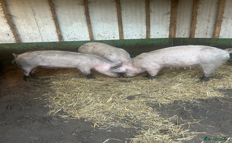 Pig livestock Large white sows  - Advert 4