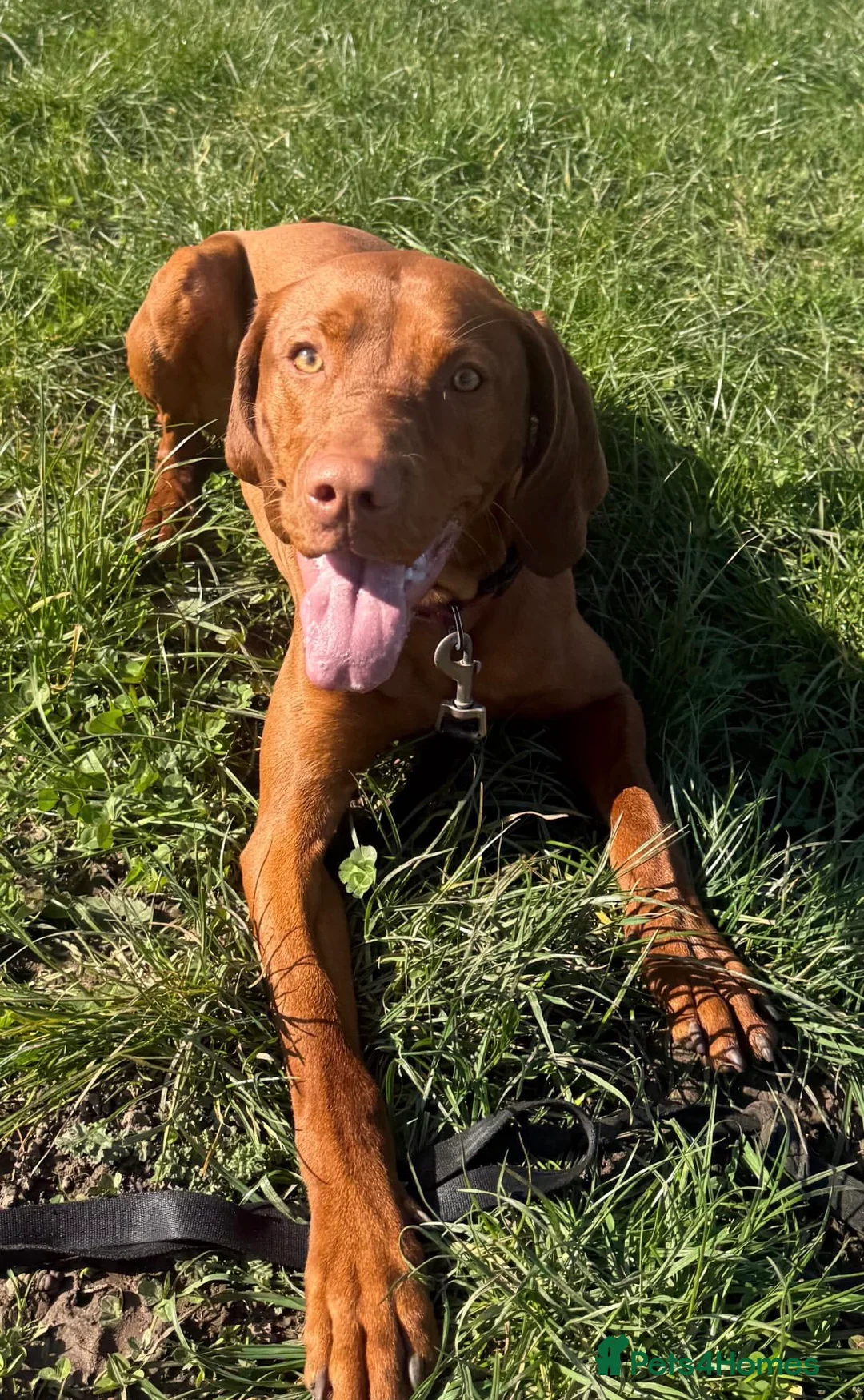 Hungarian Vizsla dogs for sale: Hungarian Vizsla  - Advert 2