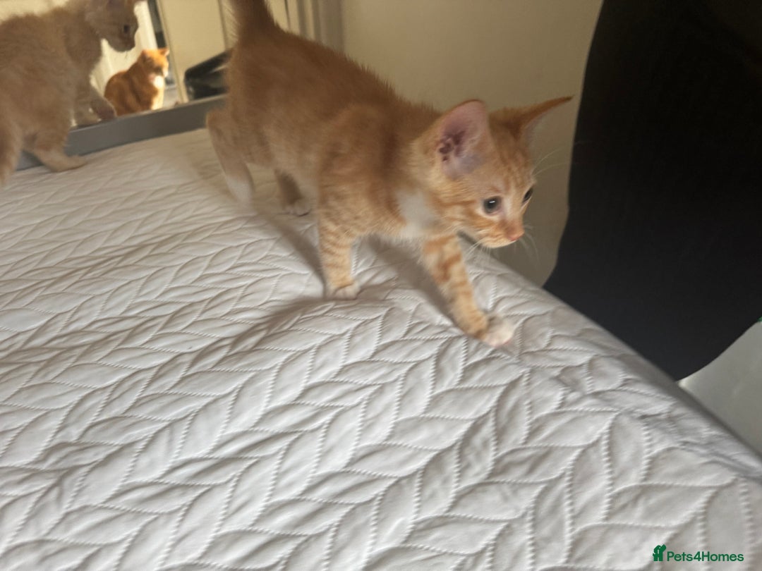 Ragdoll cats for sale: Beautiful Ragdoll X kittens  - Image 3