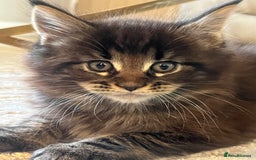 Maine Coon cats for sale: Beautiful Maincoon  - Image 8