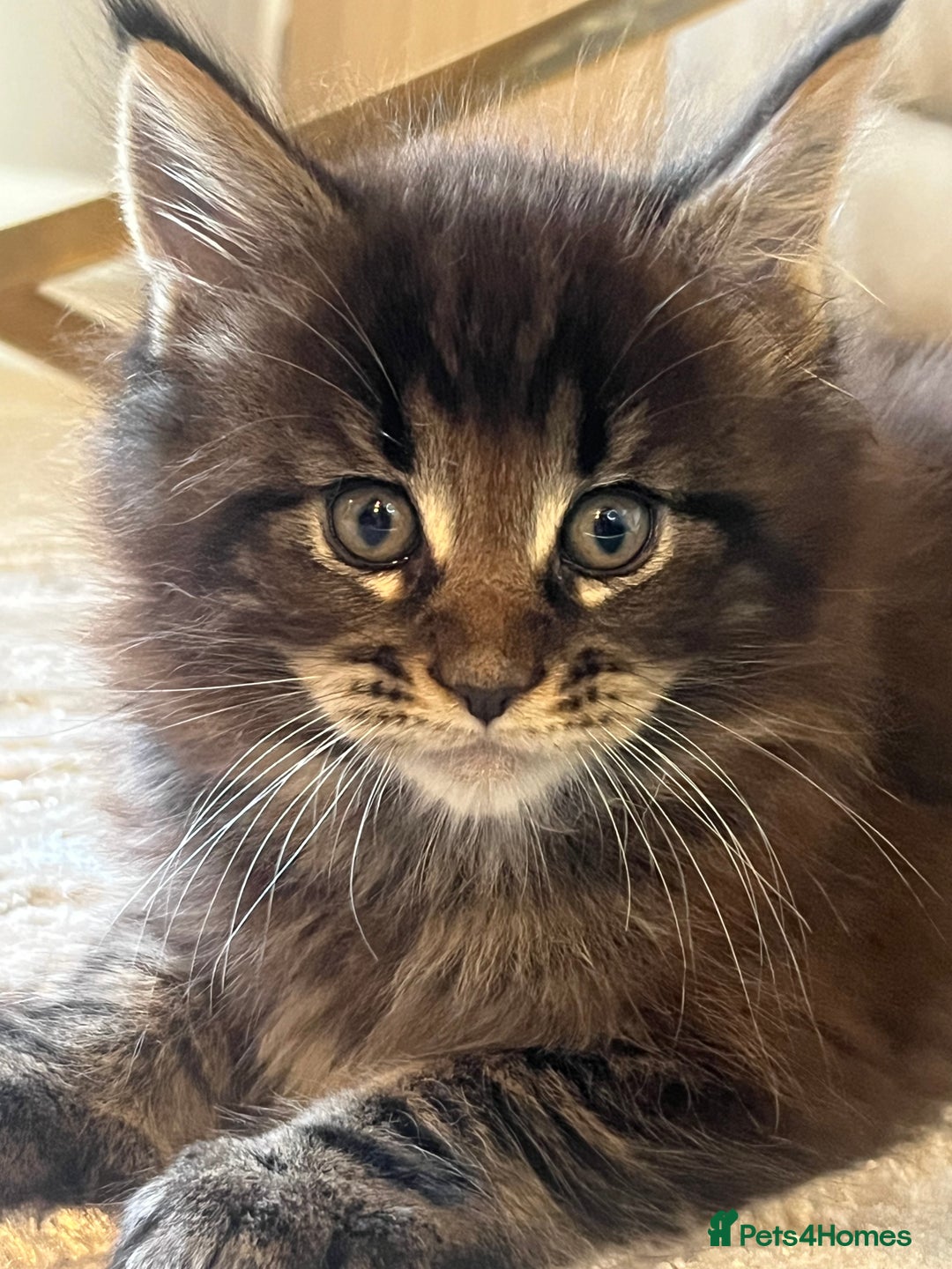 Maine Coon cats for sale: Beautiful Maincoon  - Image 8