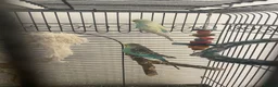 Budgerigars birds for sale: 2 female budgies for sale in Wishaw - Advert 2