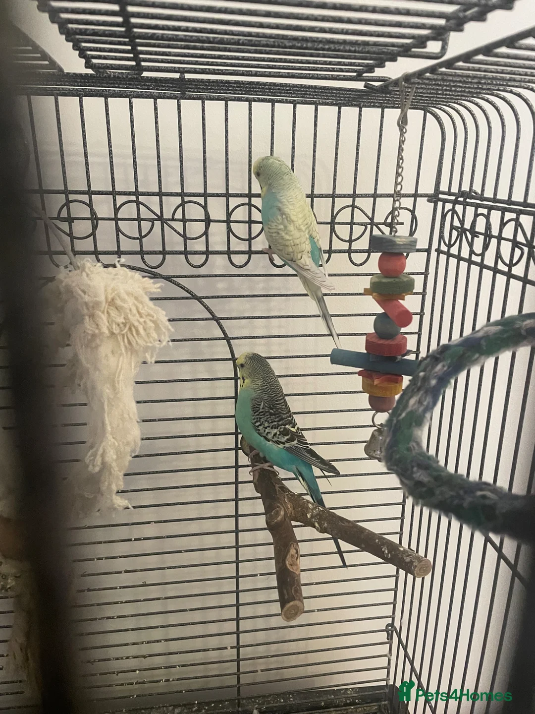 Budgerigars birds for sale: 2 female budgies for sale in Wishaw - Advert 2