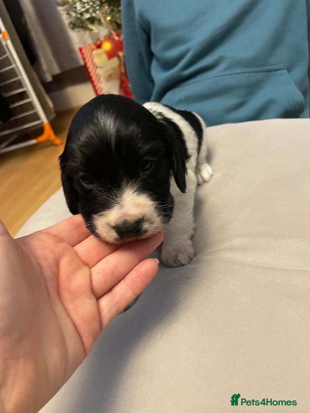 Cocker Spaniel dogs for sale: Cocker Spaniel  - Advert 6