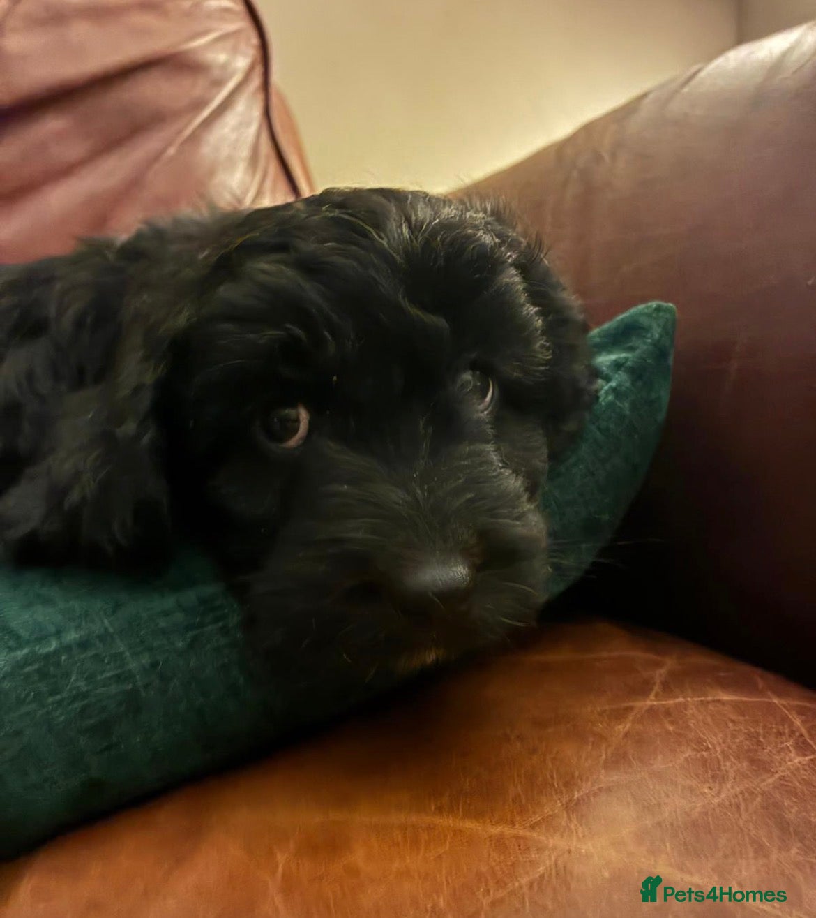 Cockapoo dogs Cockapoo F1 - Advert 1