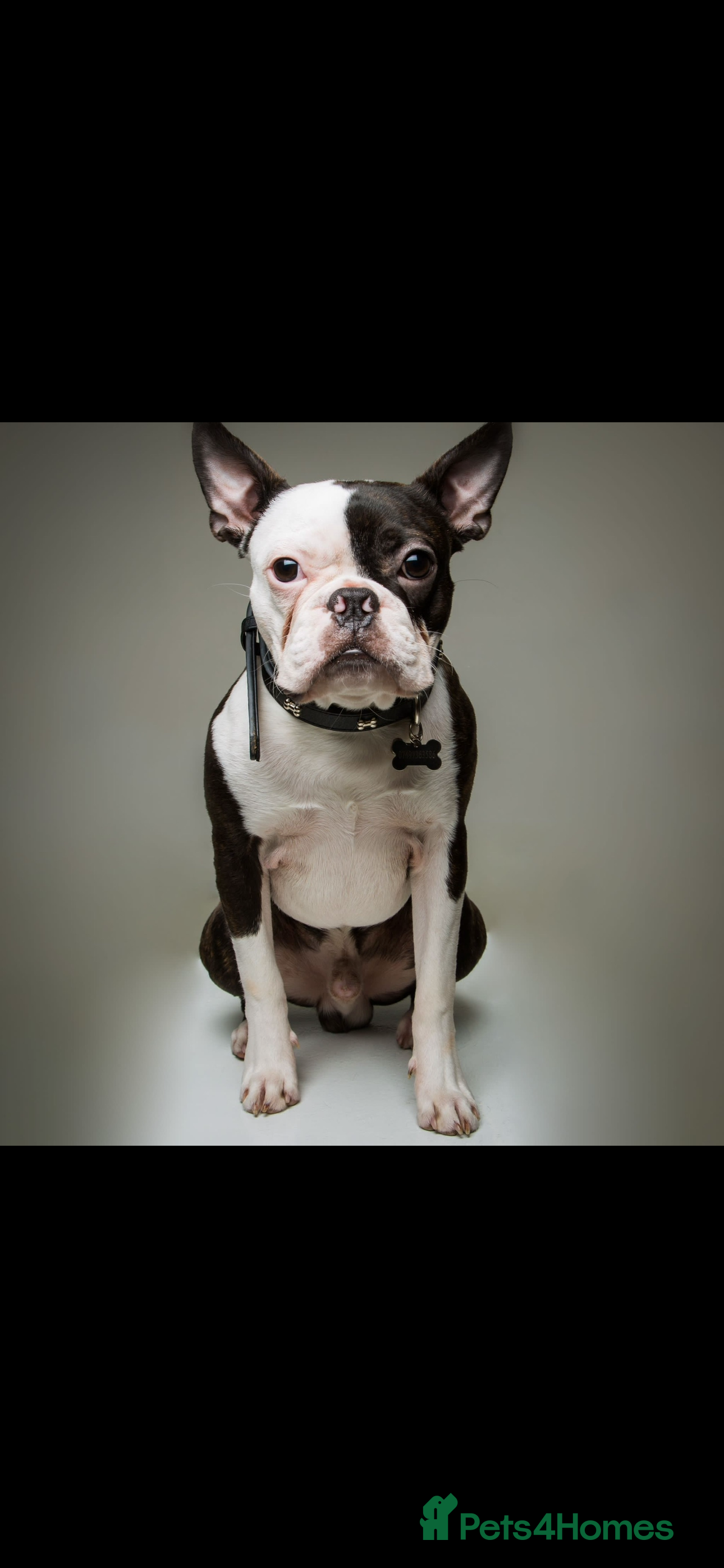 Boston Terrier dogs Boston terrier for stud  - Advert 2