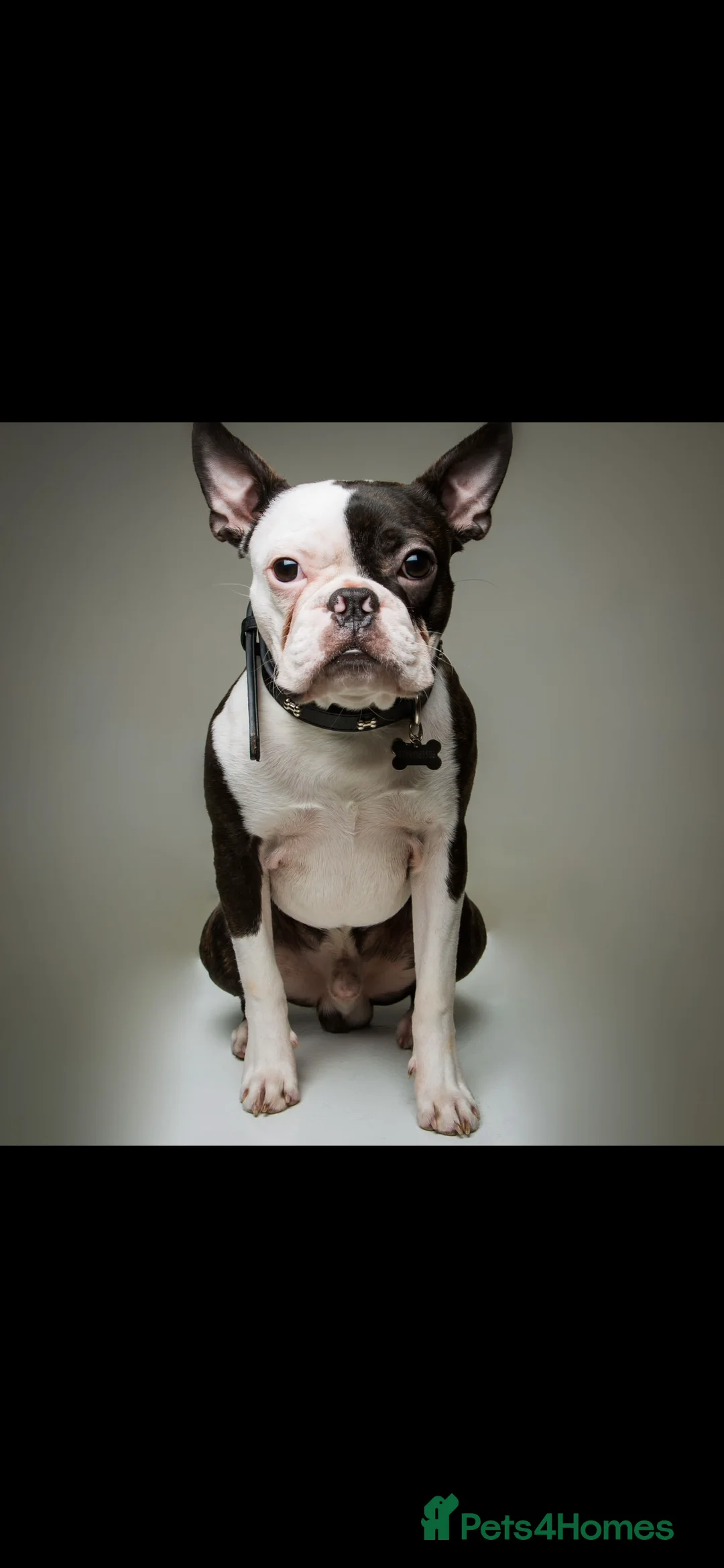Boston Terrier dogs for stud: Boston terrier for stud  - Advert 1