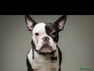 Boston Terrier dogs Boston terrier for stud - Advert 1