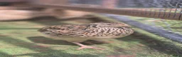 Quail poultry for sale: Soon to be available coturnix quail chicks.  - Advert 4
