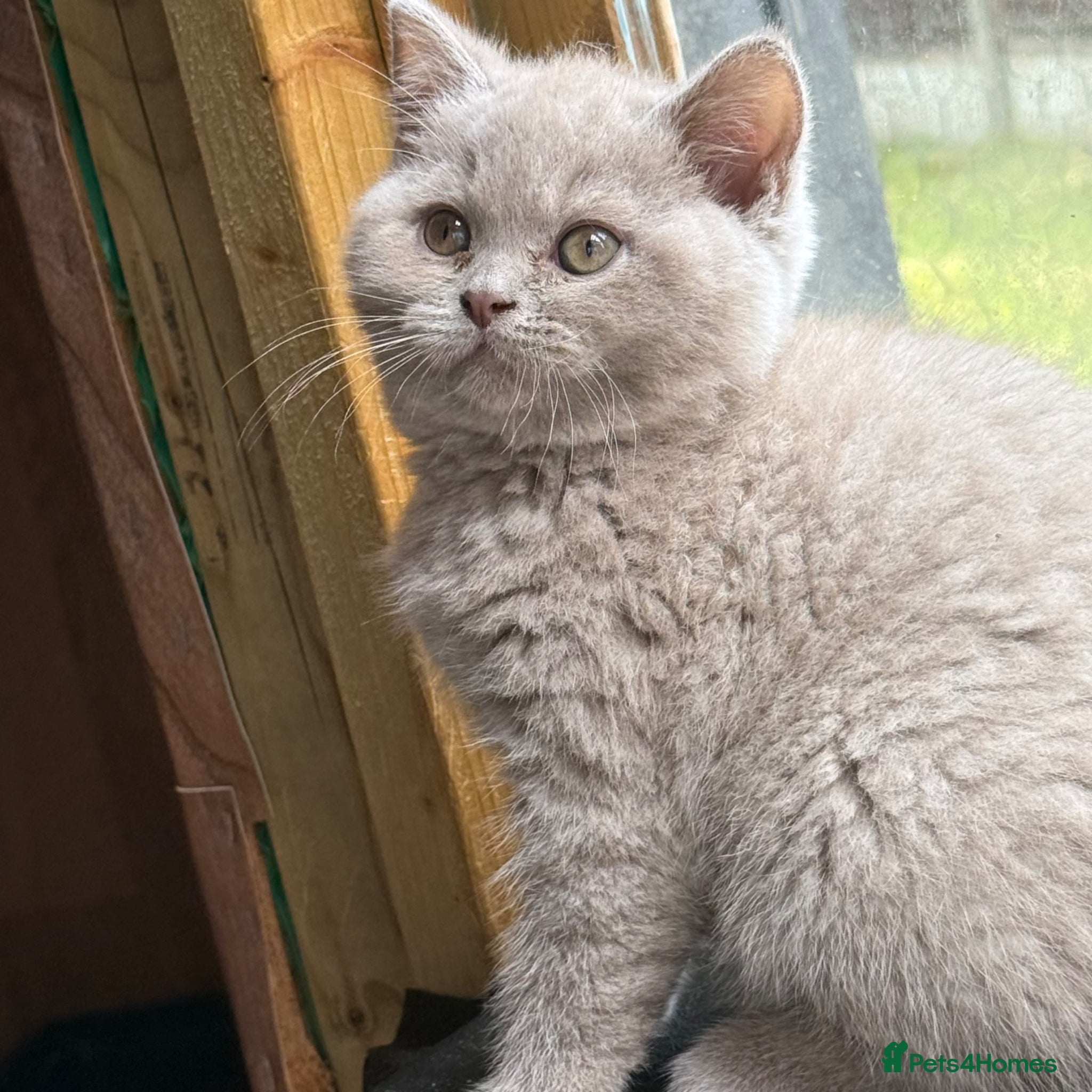 British Shorthair cats Liliac boy BSH  - Advert 1