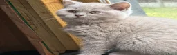British Shorthair cats for sale: Liliac boy BSH  - Advert 1
