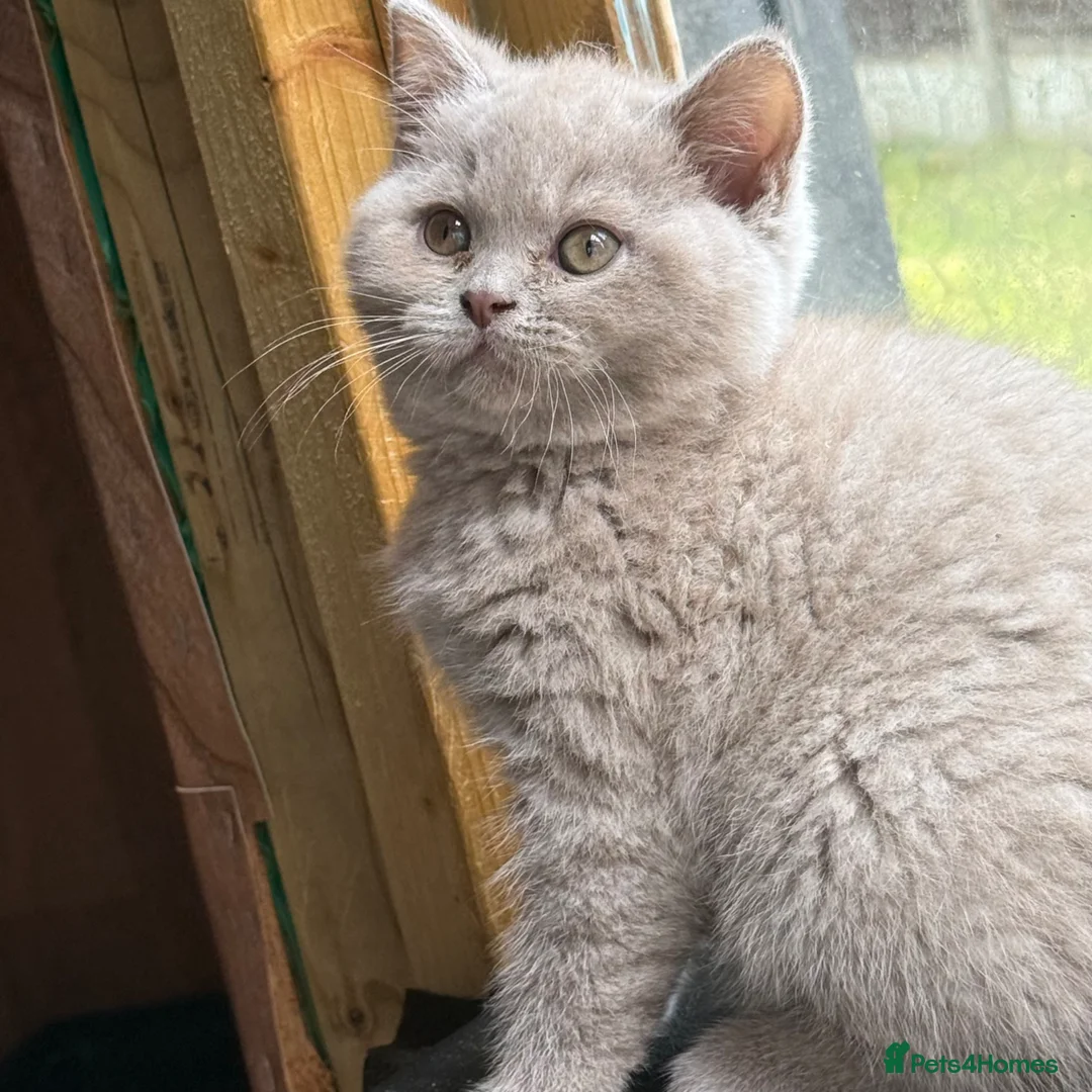 British Shorthair cats for sale: Liliac boy BSH  - Advert 1