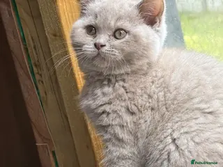 British Shorthair cats Liliac boy BSH - Advert 13