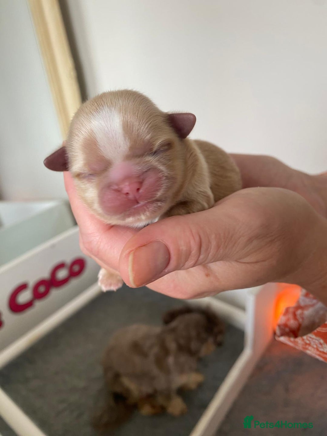 Shih Tzu dogs for sale: ✨️Exceptional Imperial Litter✨️ - Image 8