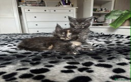 Maine Coon cats for sale: BEAUTIFUL FULL MAINE COON KITTENS AVAILABLE NOW 🐱 - Advert 20