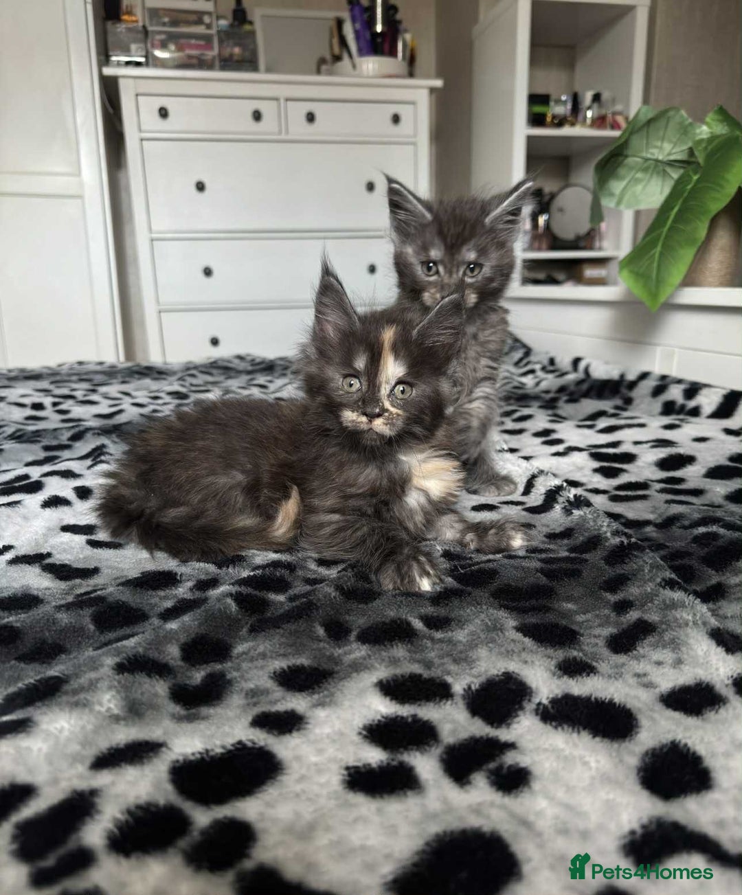 Maine Coon cats for sale: BEAUTIFUL FULL MAINE COON KITTENS AVAILABLE NOW 🐱 - Advert 20