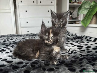 Maine Coon cats 🐱 READY FOR NEW HOME FULL MAINE COON KITTENS 🐱 - Advert 17