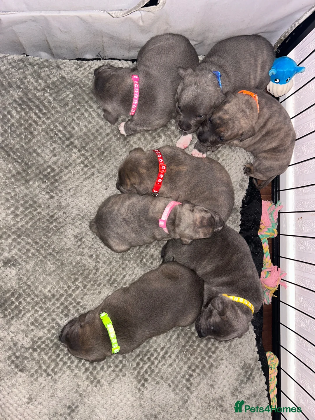 Staffordshire Bull Terrier dogs for sale: Staff x puppies - Advert 2