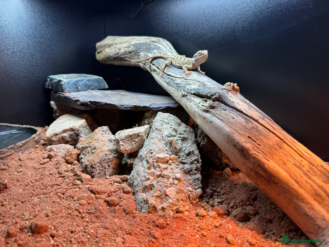 Lizard reptiles for sale: Rankin dragon - Advert 3