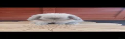 Mini Lop rabbits for sale: Stunning purebred mini lop babies - Advert 8