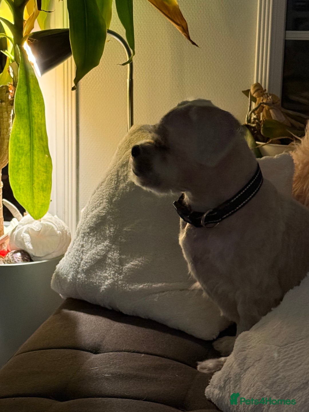 Lhasa Apso dogs for stud: ❤️JORGIE,LHASA APSO STUD❤️ - Advert 3