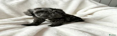 Cockapoo 4