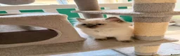 Ragdoll cats for sale: GCCF Ragdoll pedigree kittens blue point  - Advert 15