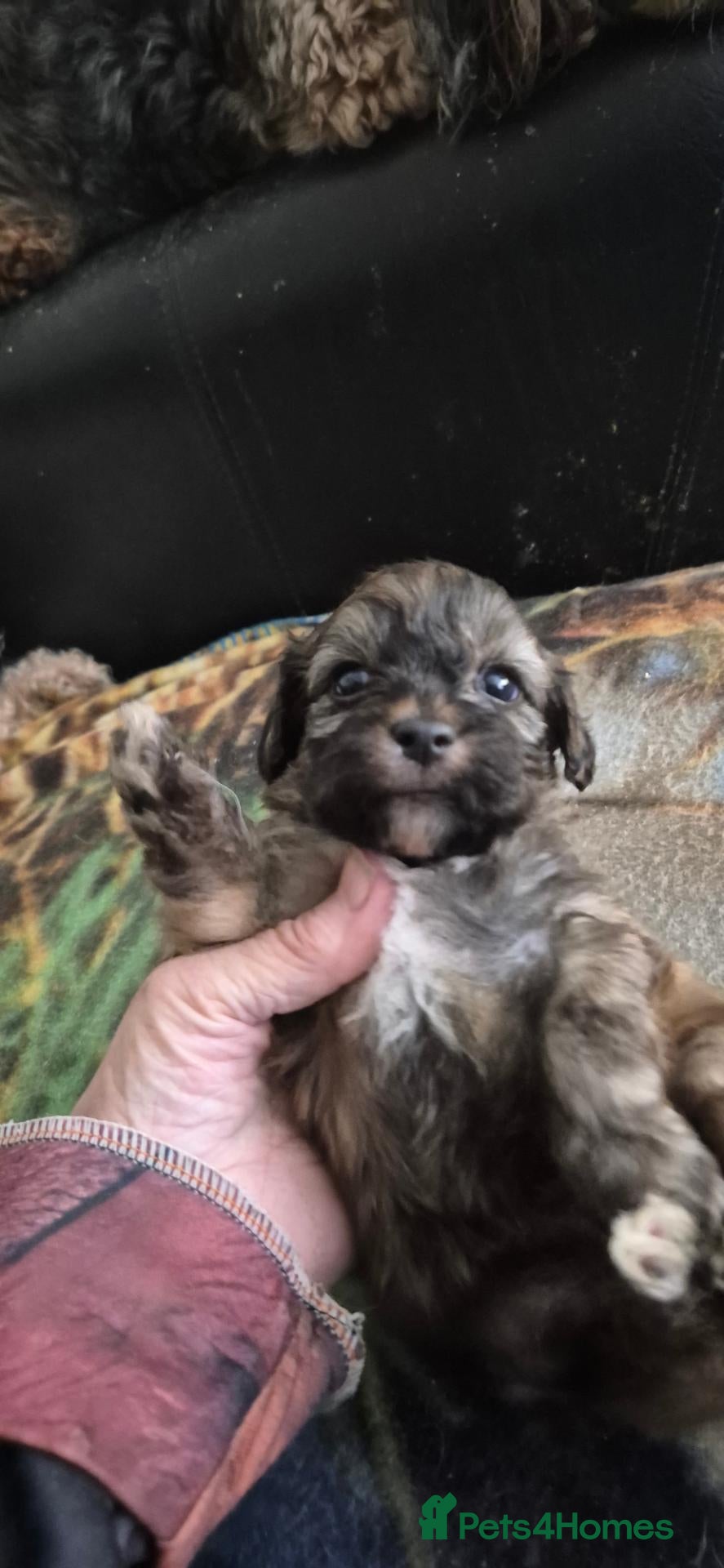 Shihpoo dogs I have 5 shihpoo.pups 2 boys 3 girls  - Advert 9