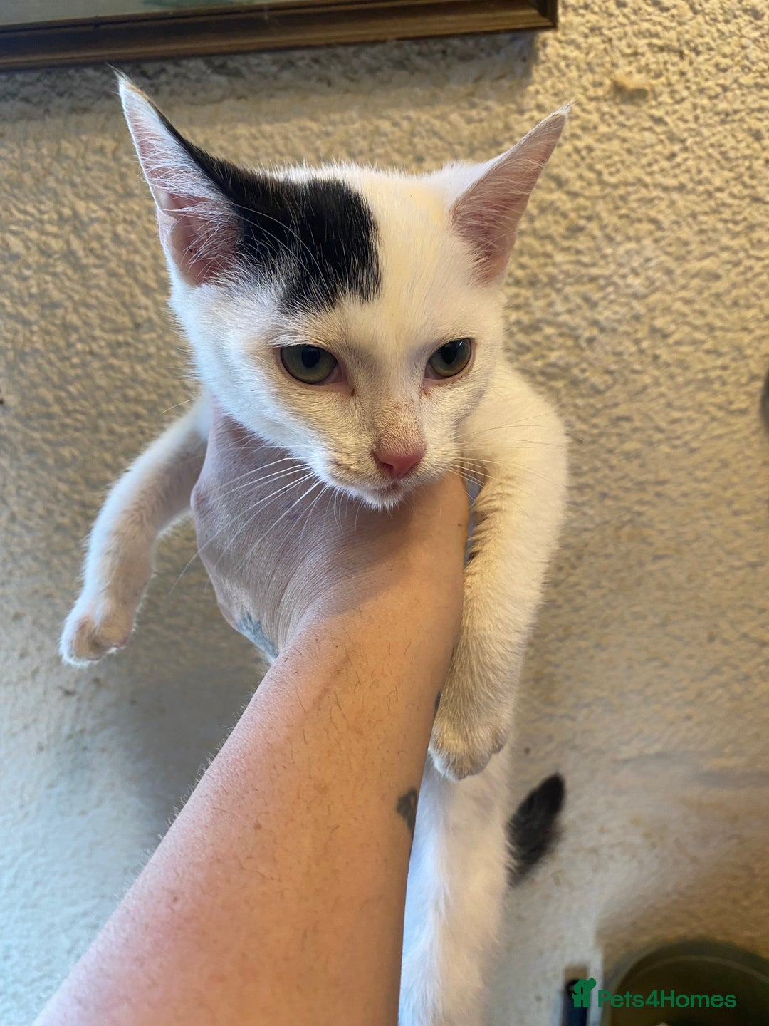 Mixed Breed cats for sale: Beautiful kittens - Image 5