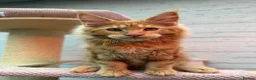 Maine Coon cats for sale: TICa reg 9 XXL Massive Red Kittens - Advert 6