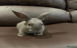 Mixed Breed rabbits for sale: Bunnies rabbits for sale - Image 5