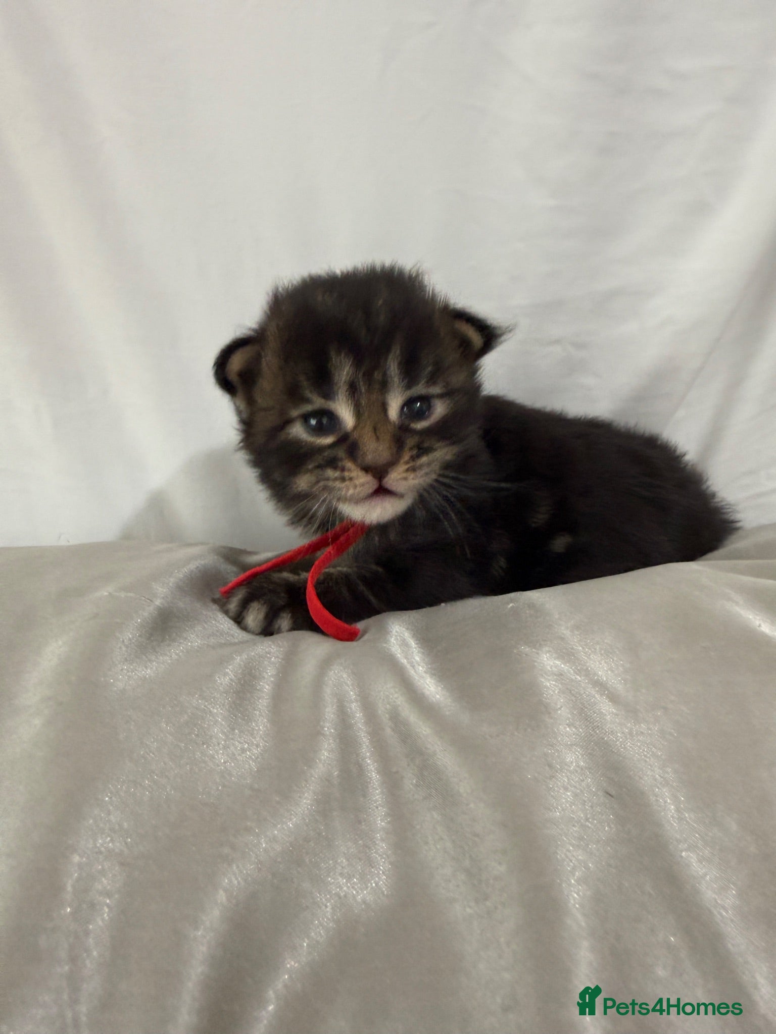 Maine Coon cats Exceptional Smoke / classic MAINCOON kittens  - Advert 1