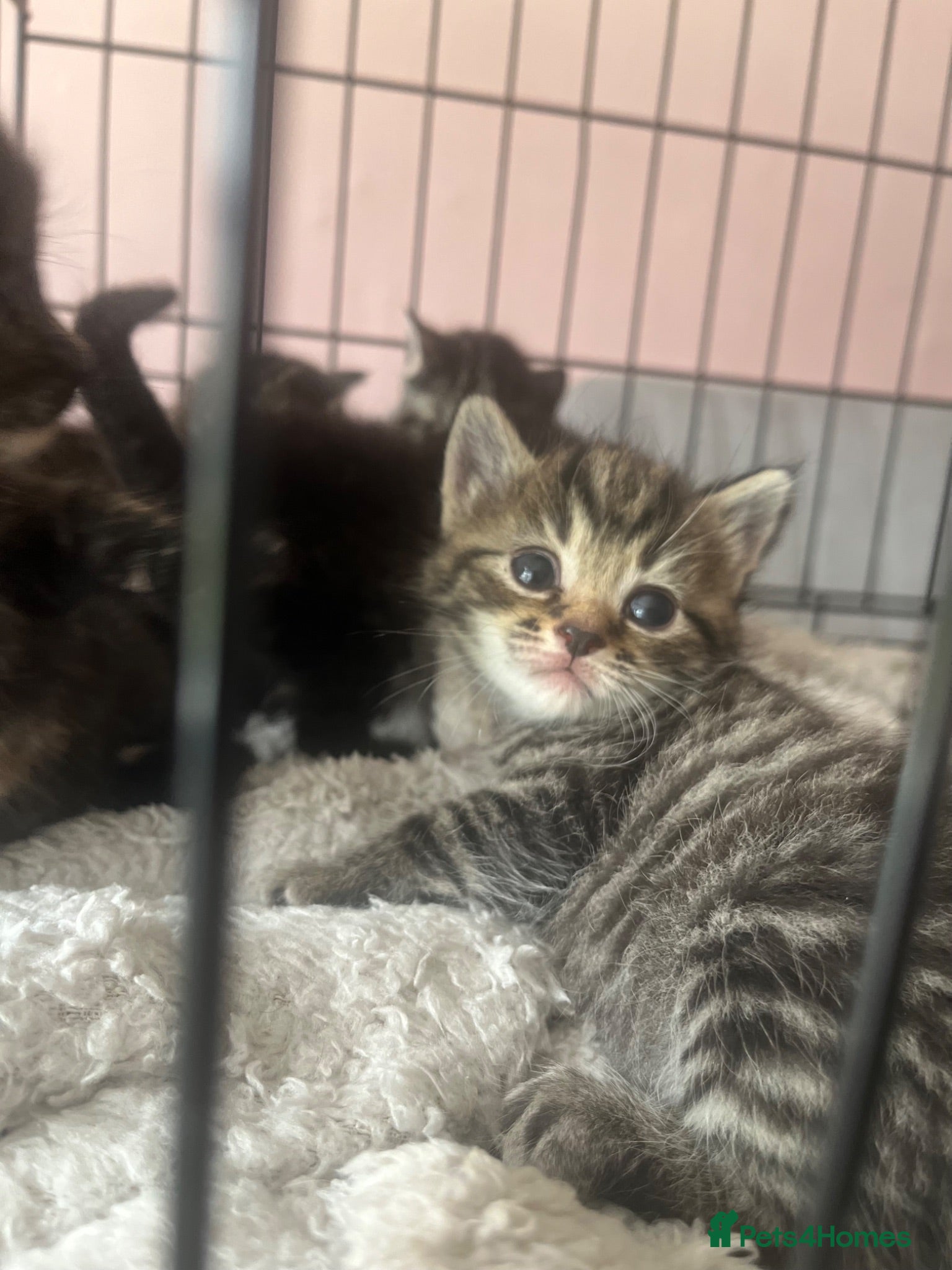 Mixed Breed cats 6 kittens mixed litter - Advert 7