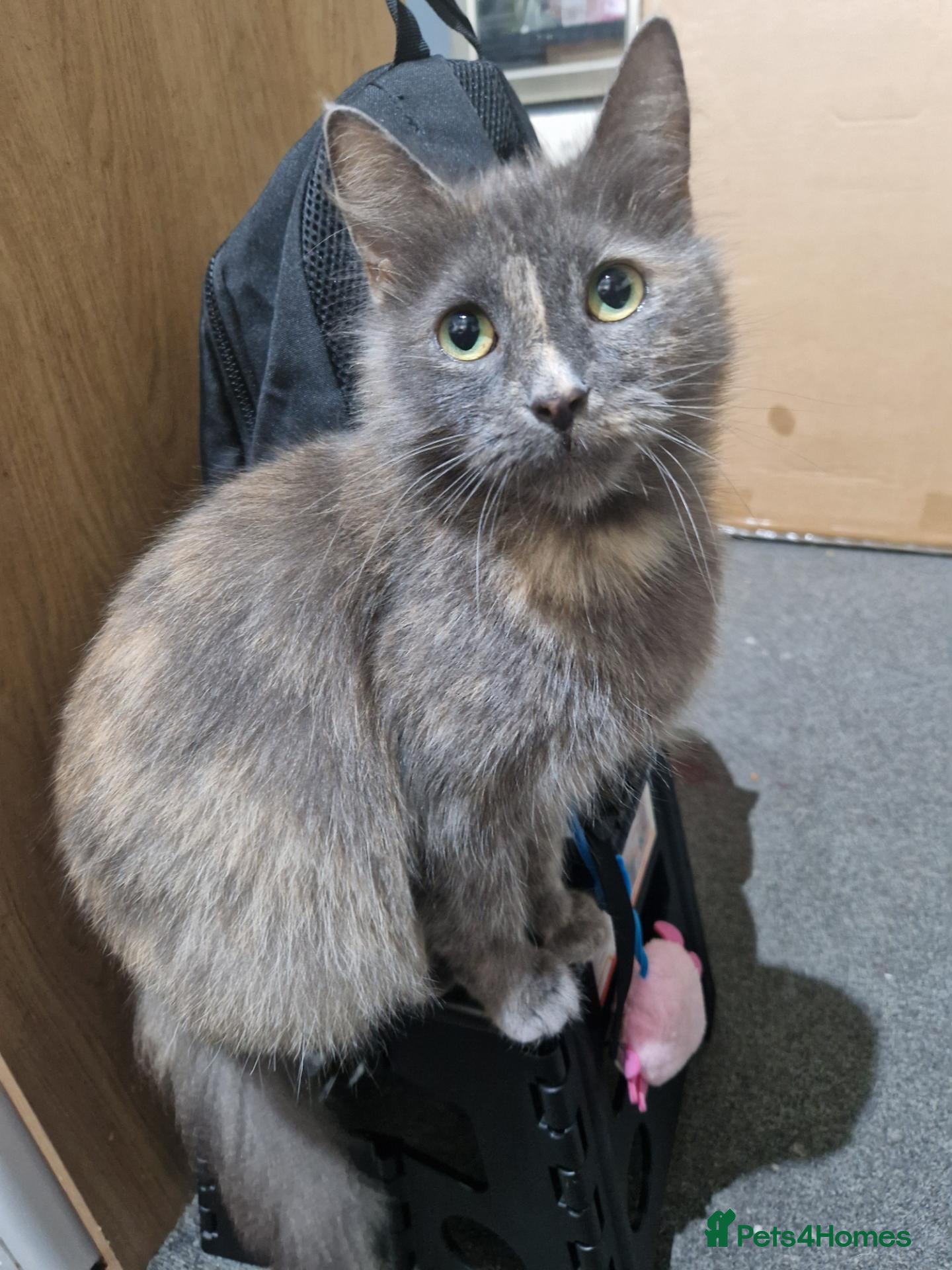 Mixed Breed cats Two Kittens Available - Advert 6