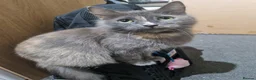 Mixed Breed cats for sale: Two Kittens Available - Advert 1