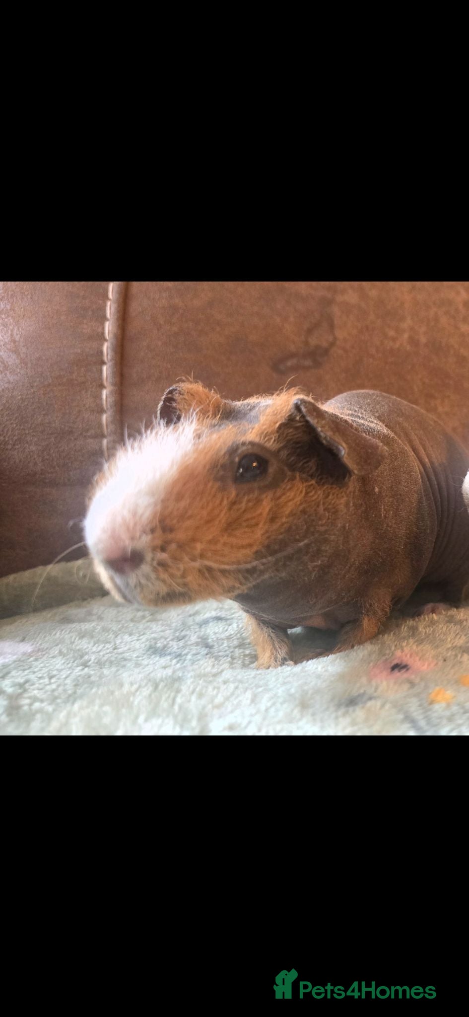 Guinea Pig rodents Male ginger brown skinny pig  - Advert 11